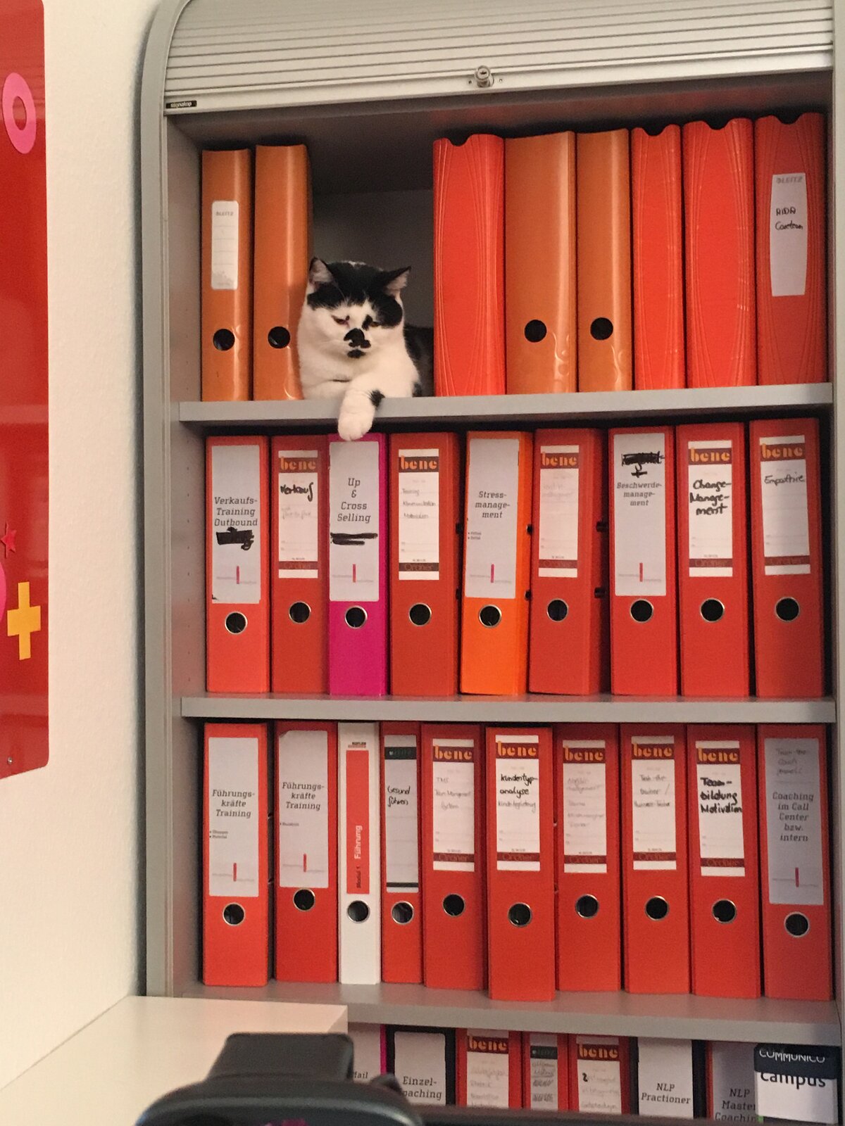 Katze 2 ist da…oder Pausen werden eingefordert…