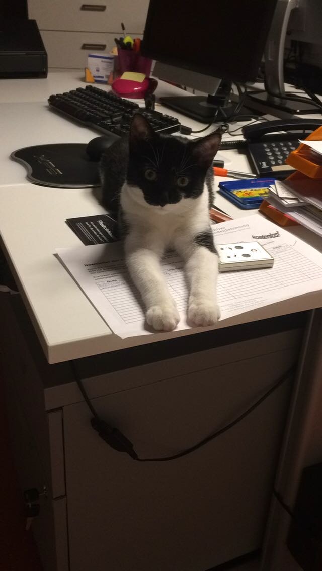 Katze 2 ist da…oder Pausen werden eingefordert…