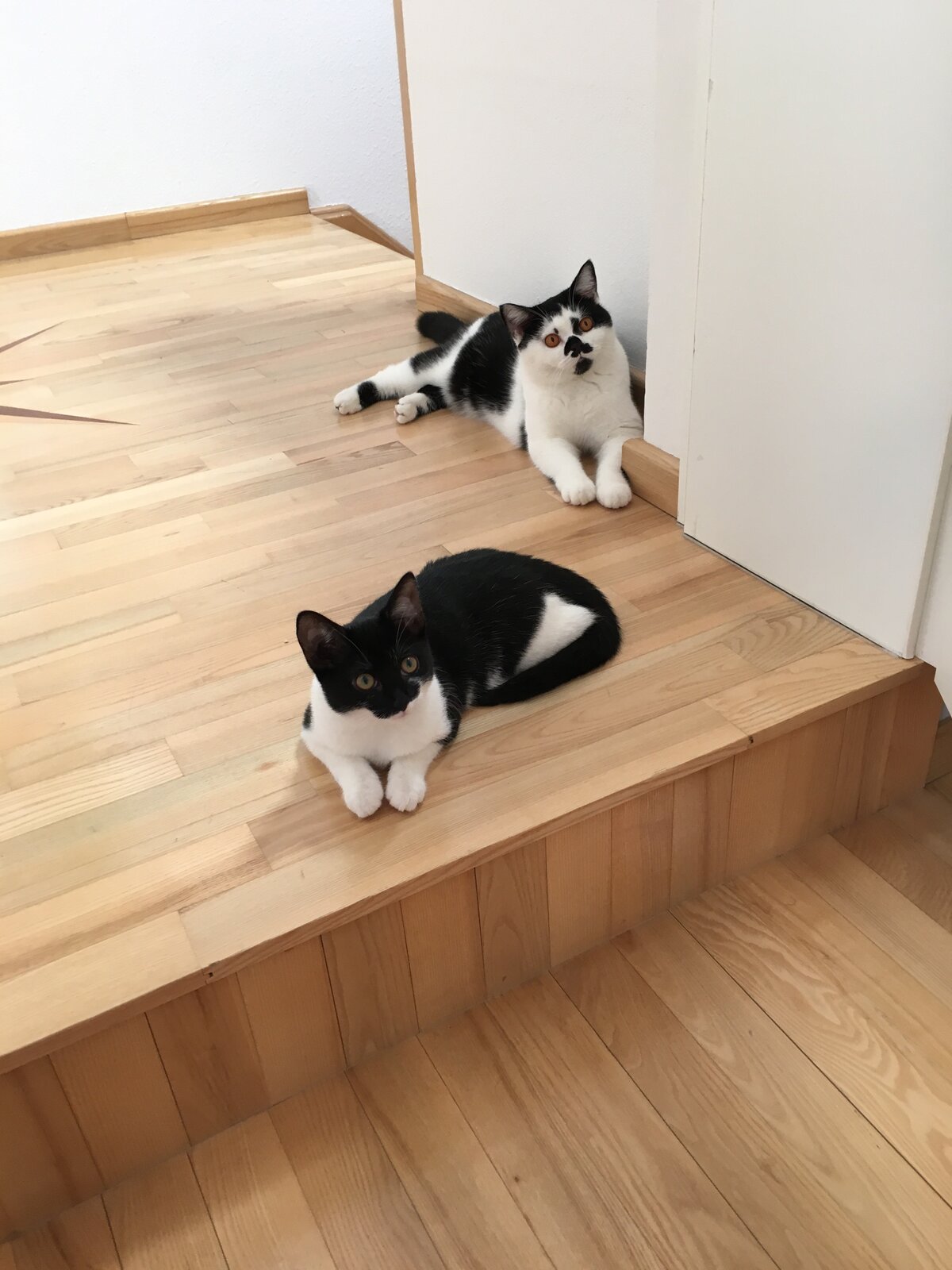 Katze 2 ist da…oder Pausen werden eingefordert…