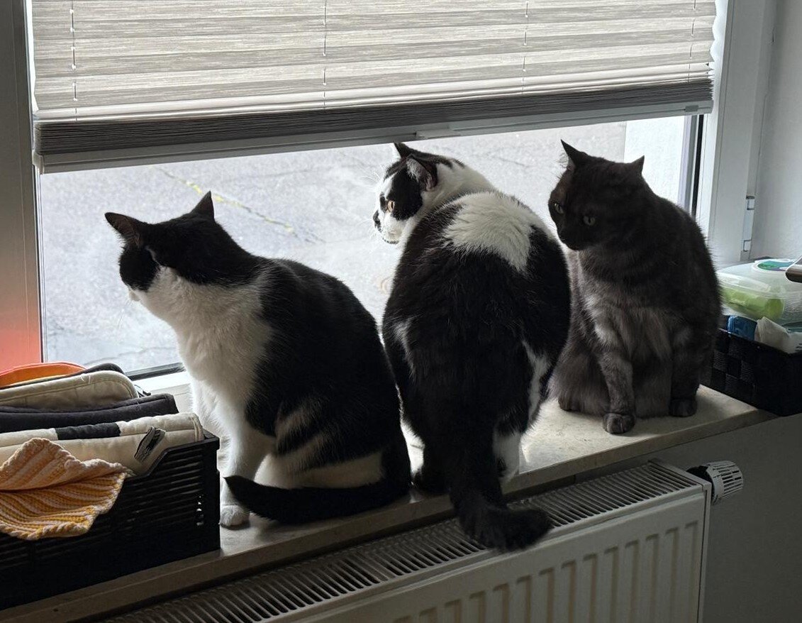 Alina, Basima und Tapsi gemeinsam auf der Fensterbank
